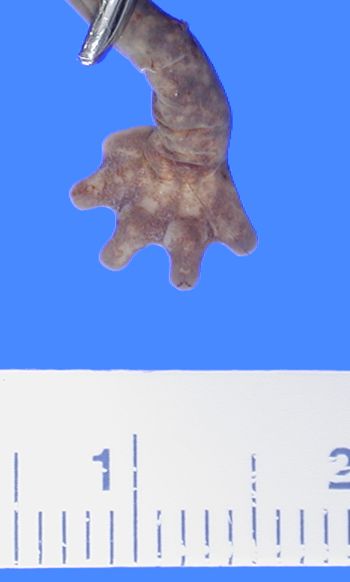 Media type: image; Herpetology A-49046